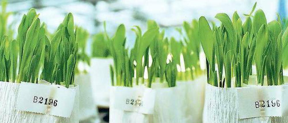 Zarte Triebe. Um Pflanzen mit besonderen Eigenschaften wie Hitze- oder Salztoleranz zu züchten, werden in Deutschland auch gentechnische Methoden genutzt – noch. Dieser Forschungszweig ist durch das geplante Anbauverbot für derartige Pflanzen bedroht.