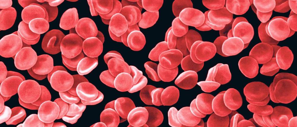 Im Blutkreislauf zirkulieren Billionen roter Blutkörperchen. Jede Sekunde werden zwei Millionen neu gebildet und ebenso viele abgenutzte beseitigt. 