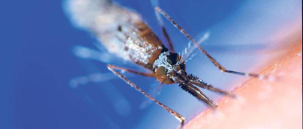 Mensch, Mücke, Malaria - der Parasit ist seit 80.000 Jahren dabei.