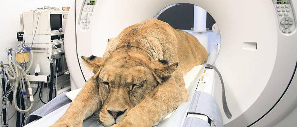 Im Tiefschlaf. Ein narkotisierter Löwe während der Aufnahme mit dem Computertomograph. Fotos: Guido Fritsch/IZW