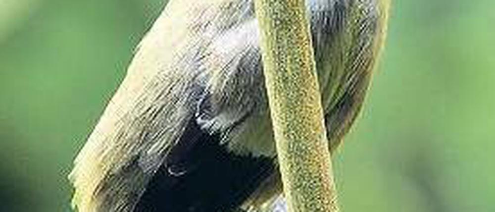 Wissen Mal so richtig ausschlafen