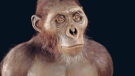 Schon frühe Vorfahren des Menschen wie Australopithecus afarensis (Rekonstruktion) nutzten offenbar Steine, um Fleisch zu schneiden.