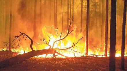Raub der Flammen. Während der vergangenen Tage haben in Russland mehr als 200.000 Hektar Land gebrannt. Eine außergewöhnliche Hitzewelle begünstigte die Feuer. 