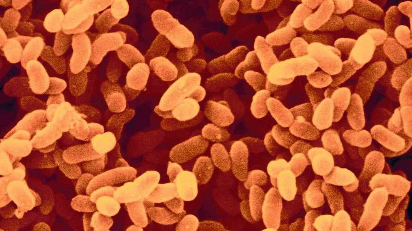 Bakterium NDM1 Das Ende der Antibiotika