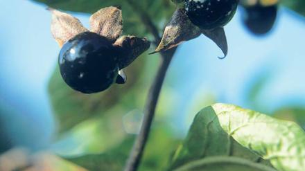Verlockend und gefährlich. Die Beeren der Tollkirsche sind hoch giftig, aus den Blättern wird ein krampflösender Wirkstoff gewonnen.