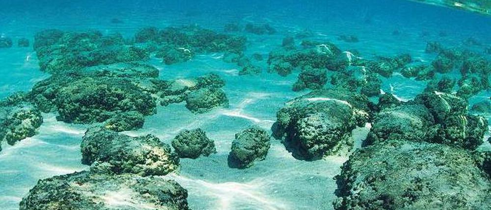 Lebende Fossilien. Stromatolithen – hier eine Aufnahme aus Australien –sind Bakterienmatten, die bereits vor Jahrmilliarden Sauerstoff produzierten. 