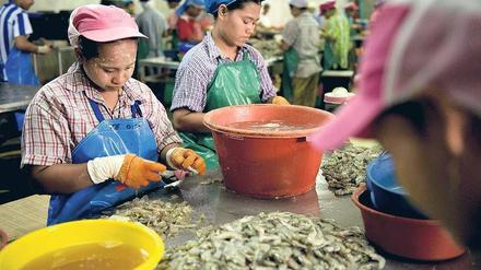 Migration wird weiblich. Auf dem globalisierten Arbeitsmarkt für Dienstleistungen sind vor allem Frauen gefragt. Im Bild Arbeiterinnen aus Myanmar in einer thailändischen Shrimp-Fabrik. 
