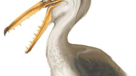 Scharfer Schnabel. Die Zähne halfen Pelagornis chilensis, glitschige Fische im Flug zu angeln. Der Vogel lebte vor fünf Millionen Jahren an der chilenischen Küste. 