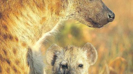 Ganz die Mutter. Hyänen säugen ihre Jungen bis zu zwei Jahre lang, doch im Geschlechterverhältnis dominieren die Weibchen – und sie vererben ihren Rang an die Töchter. 