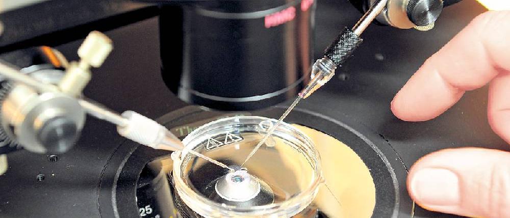 Moderne Zeugung. Bei der künstlichen Befruchtung wird ein Spermium unter dem Mikroskop in eine Eizelle injiziert. In diesen Embryonen könnten Forscher vor der Einpflanzung in den Mutterleib nach schweren Erkrankungen suchen, falls der Gesetzgeber das zulässt. Foto: dpa