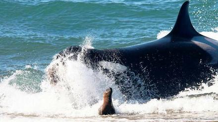Landgang. An der argentinischen Küste schnappt sich ein Schwertwal eine Mähnenrobbe. Normalerweise leben die Tiere im offenen Wasser, für die Jagd nach Futter kommen sie aber auch in flache Abschnitte. Foto: dpa