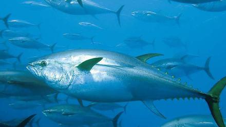 Gejagte Räuber. Thunfische gehören zu den Verlierern in den Ozeanen.
