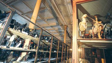 Lebendige Wissenschaft. Mit Buch und DVD öffnet Zischler auch ansonsten verschlossene Sammlungen des Naturkundemuseums. Da ahmt etwa ein Ornithologe beim gemeinsamen Gang durch den Vogelsaal den Gesang der ausgestopften Tiere nach. 