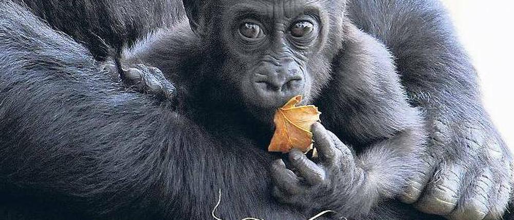 Aus zwei mach drei. Mit Hilfe genetischer Analysen hat man bei den östlichen Gorillas eine dritte mutmaßliche Unterart ausgemacht – den Bwindigorilla. Der Blick ins Erbgut ermöglicht neue Einblicke in die Entwicklung und den Bestand der Arten. Foto: AFP
