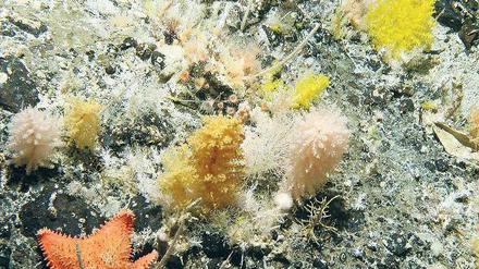 Bergvolk. Unterwasserhügel sind ökologische Oasen, wie diese Kolonie vor der Küste Neuseelands. Foto: AFP