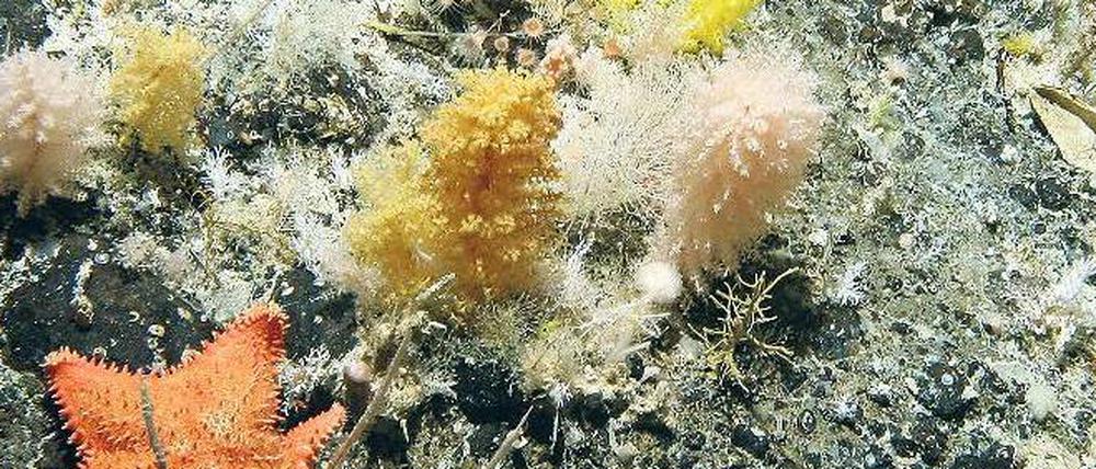 Bergvolk. Unterwasserhügel sind ökologische Oasen, wie diese Kolonie vor der Küste Neuseelands. Foto: AFP