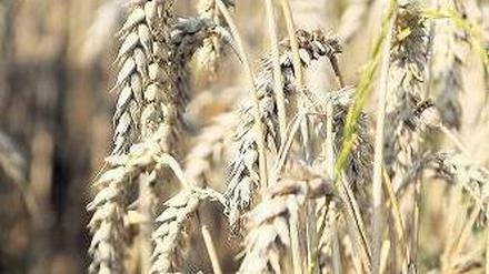 Weniger Weizen. Höhere Temperaturen lassen die Erträge sinken. Foto: ddp