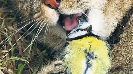 In die Krallen bekommen. Hauskatzen haben einen starken Jagdinstinkt und setzen der Vogelwelt in Wohngebieten stark zu. Foto: picture-alliance/dpa