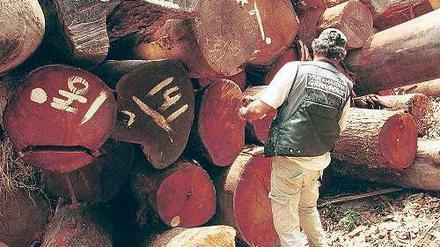 Teures Gut. Beschlagnahmtes Mahagoni-Holz im Amazonas-Gebiet. Foto: dpa