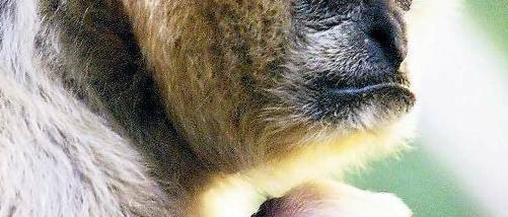 Mit Nachwuchs. Die Größe der jetzt entdeckten Gibbon-Gruppe könnte die Erhaltung der Art sichern, sagen Experten. Foto: Reuters