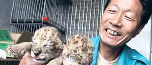 Aus der Art geschlagen. Diese beiden Kätzchen in einem Zoo im chinesischen Weihai sind die Nachkommen der Tigerdame Hua Hua, die sich mit einem Löwen fortgepflanzt hat. Sie werden als Liger bezeichnet und sind nur eines von zahlreichen Beispielen von Hybriden bei Tieren.