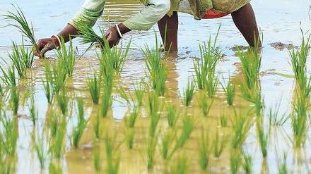 Quellen des Treibhausgases. Methan entsteht auch auf Reisfeldern. Ein Viertel der Erderwärmung geht auf das Gas zurück. Fotos: ddp/AFP