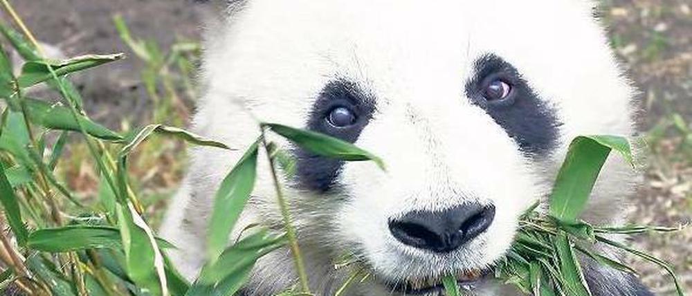 Grünzeug. Zwölf Kilo Bambus frisst ein Großer Panda am Tag. Foto: Reuters