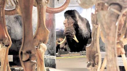 Dem Wandel nicht gewachsen. Das Mammut starb vor etwa 4000 Jahren aus. Im Neanderthal-Museum in Mettmann hat man es rekonstruiert und fossile Skelette ausgestellt. Foto: dpa