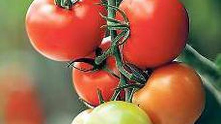 Rote Schätze. Die „Saatgutbanker“ wollen verschiedene Tomatensorten erhalten. Foto: dapd
