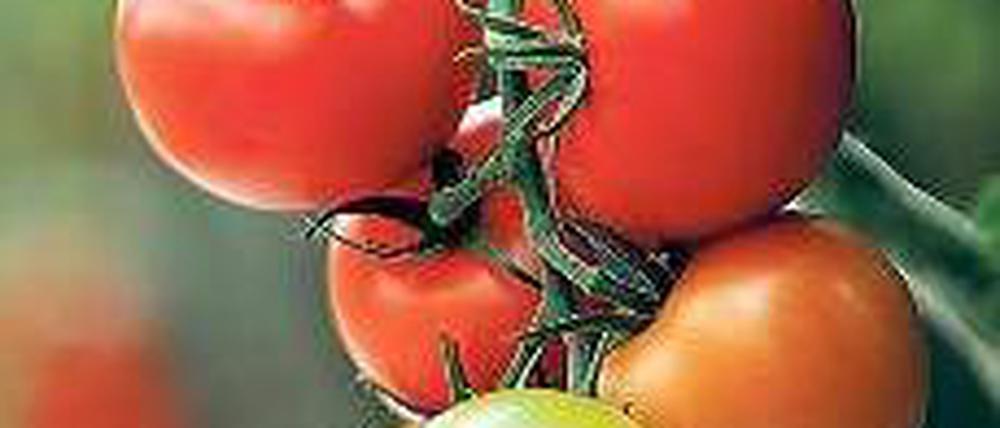 Rote Schätze. Die „Saatgutbanker“ wollen verschiedene Tomatensorten erhalten. Foto: dapd
