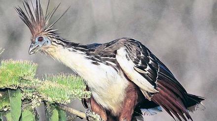 Schlechter Flieger. Der Hoatzin lebt vor allem in den Regenwäldern des nördlichen Südamerika. Er wird gut einen halben Meter lang und knapp ein Kilogramm schwer. Seine Flugkünste sind begrenzt, er gleitet eher. 