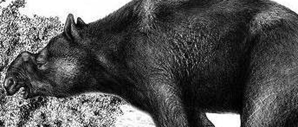Der Riesenwombat erreichte eine Schulterhöhe von rund zwei Metern. 