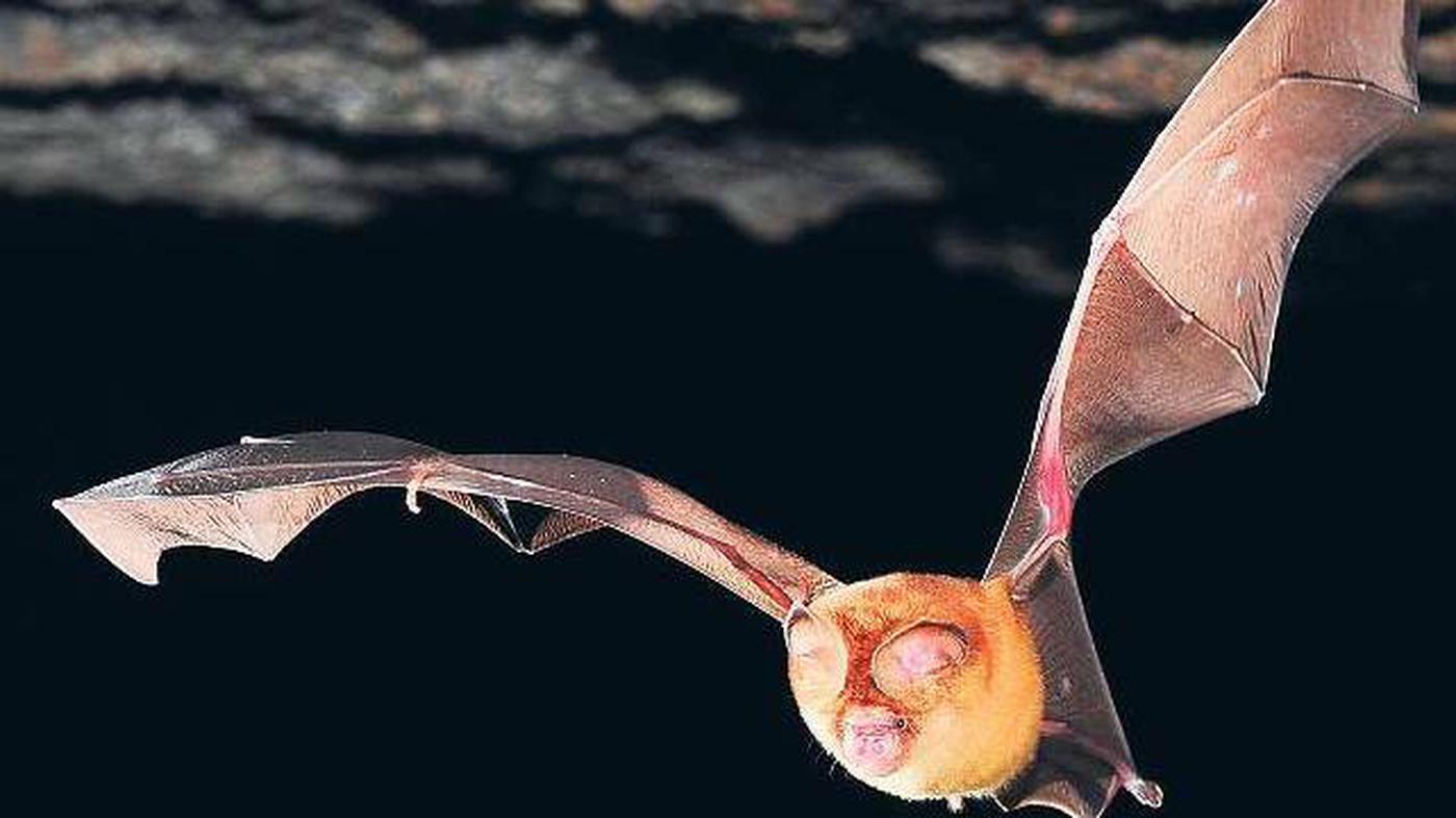 Virologie Gefährliche Artenvielfalt