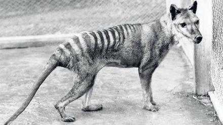 Ausgelöscht. 1936 starb der Beutelwolf aus, 1930 war das letzte Tier in freier Wildbahn erlegt worden. 