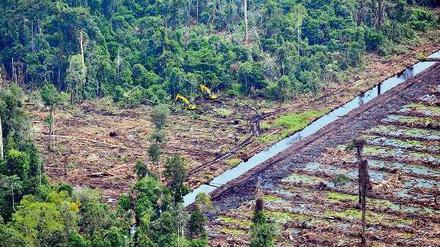 Trockenlegen und abholzen. Mit schwerem Gerät werden in Indonesien Torfböden entwässert, um an die Bäume heranzukommen. Indem der Torf trockenfällt, wird viel Kohlenstoff frei, der zu Kohlendioxid reagiert. Das Gas treibt die Erdwärmung an. 