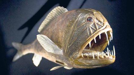 Eine andere Welt. In den Tiefen der Meere leben viele ungewöhnliche Tiere, wie etwa dieser Fangzahnfisch. Foto: picture alliance/ZB