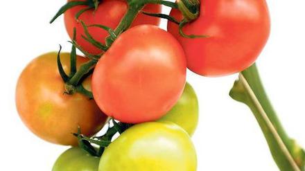 Strauchfrucht. Ihren Geschmack verdankt die Tomate einem Aromamix.