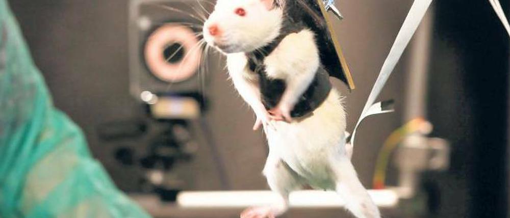 Auf dem richtigen Weg. Eine gelähmte Ratte erlernt wieder das Laufen.