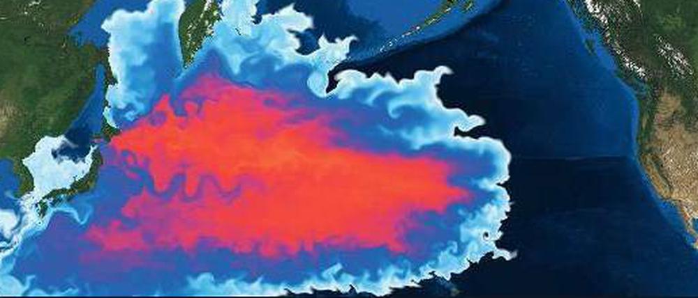 Wolke im Wasser. Mit der Entfernung vom Unglücksort Fukushima, links auf der Karte, nimmt die Konzentration von Cäsium-137 ab (von rot zu hellblau). Im Herbst 2013 sollten die ersten "Fukushima-Isotope" Hawaii erreichen, etwas später die amerikanische Westküste. 