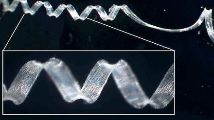Doppelfeder. Mikroskopaufnahme einer Ranke. Rechts ist zu sehen, wie die Drehrichtung der Spirale wechselt.