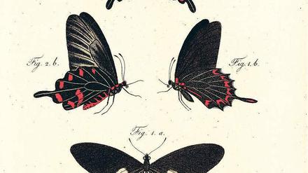Beflügelte Wissenschaft. Der Papilio rurikia ist ein Schmetterling aus der Familie der Schwalbenschwänze. Er ist benannt nach dem Expeditionsschiff „Rurik“ und wurde Ende 1815 in Brasilien von den „Rurik“-Forschern gesammelt.