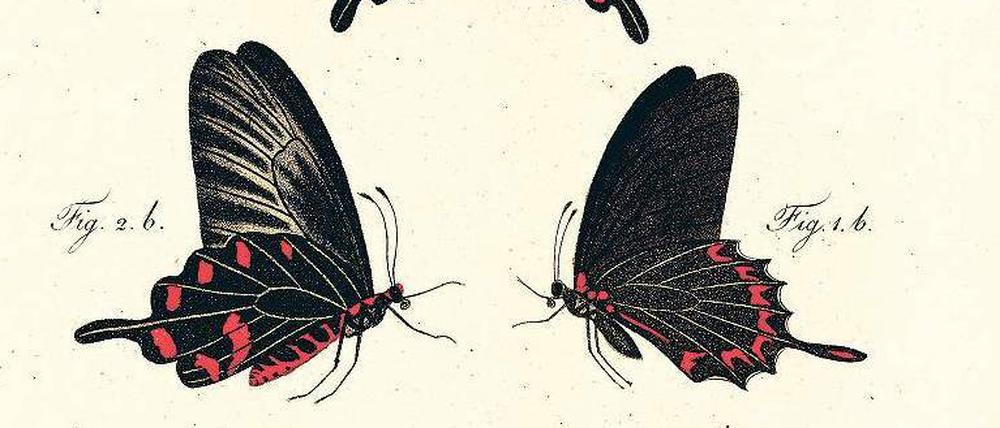 Beflügelte Wissenschaft. Der Papilio rurikia ist ein Schmetterling aus der Familie der Schwalbenschwänze. Er ist benannt nach dem Expeditionsschiff „Rurik“ und wurde Ende 1815 in Brasilien von den „Rurik“-Forschern gesammelt.