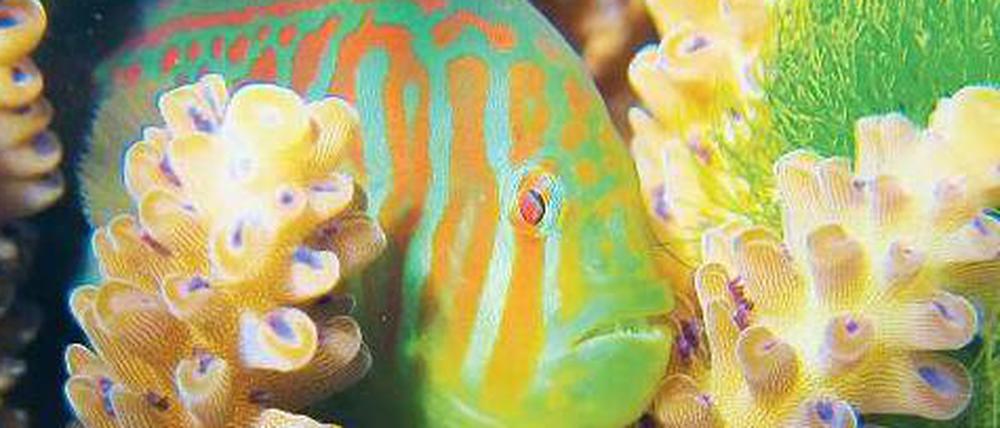 Retter. Die Korallengrundel frisst Haaralgen (rechts im Bild) und schützt so die Koralle. 