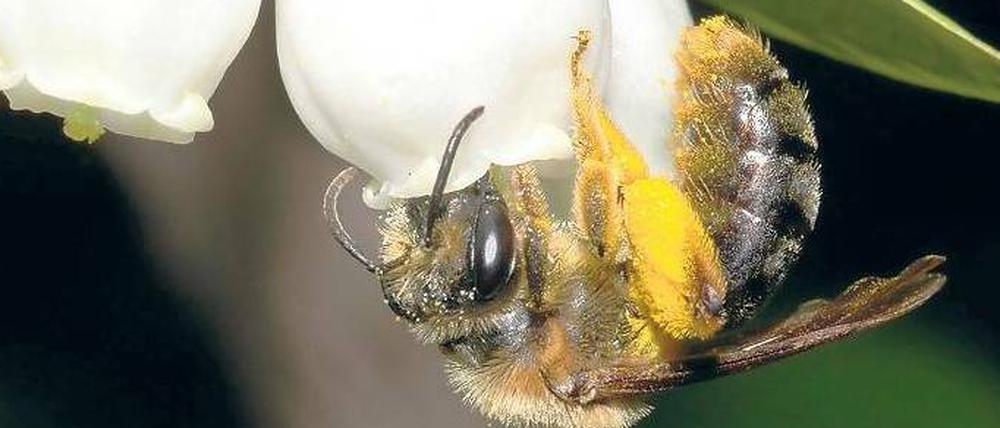 Kopfüber auf Futtersuche. Eine Sandbiene besucht eine Heidelbeerblüte. Wie wichtig Wildinsekten für die Bestäubung – auch von Kulturpflanzen – sind, wurde bisher unterschätzt. 