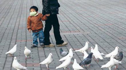 Bioterroristen im Federkleid. Eigentlich sollten sie Symbole des Friedens sein. Doch seit in Schanghai und Umgebung jeden Tag neue Vogelgrippe-Fälle bekannt werden, sind die Tauben dort eine potenzielle Gefahr.