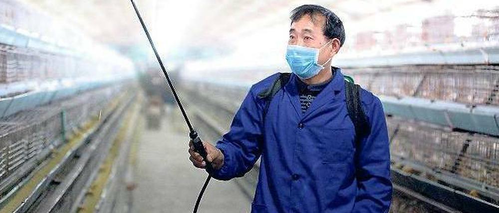 Vorsicht, Viren! Das neue Vogelgrippevirus H7N9 entstand nicht im Labor, es verbreitete sich vermutlich zuerst über chinesische Geflügelmärkte. In den Provinzen rund um Schanghai wurden daher Märkte geschlossen, Federvieh gekeult und Farmen desinfiziert.