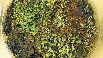 Es grünt. Aulacomnium turgidum, geborgen am Tränengletscher, treibt wieder aus. 