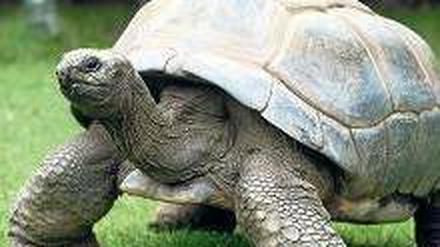Zeugen der Urzeit. Schildkröten sind eng mit den Dinosauriern verwandt. 
