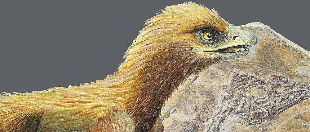 Unter Verdacht. Der „Vogel der Morgenröte“ (Aurornis xui) könnte ein besonders früher Vogel-Vorfahr sein. Aber es ist unklar, ob er wirklich aus 160 Millionen Jahre altem Sediment stammt – oder doch aus einer jüngeren Schicht. 