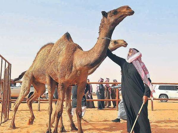 Saudischer Mann mit Kamel.